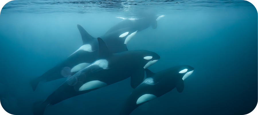 Pod of Orcas